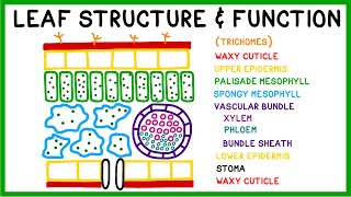 Leaf Structure and Function [upl. by Notla28]