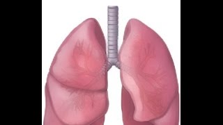 BREATH SOUNDS NORMAL BRONCHOVESICULAR BRONCHIAL [upl. by Chlori]