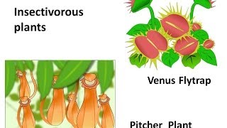 Science  Nutrition in plants  English [upl. by Burnie]