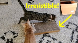 DIY Cat Scratch Board from Cardboards that cats LOVE [upl. by Merrel]