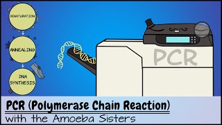 PCR Polymerase Chain Reaction [upl. by Redlac]