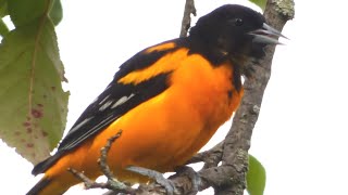 Baltimore Oriole Bird Call  Song  Sounds [upl. by Armyn51]