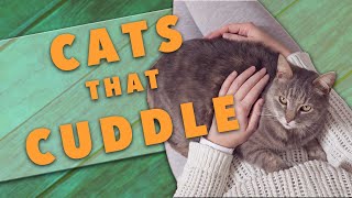 The Best Cat Breeds for Cuddling [upl. by Jeralee86]