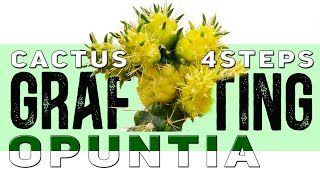 Grafting Cactus on Opuntia in 4 steps  Demos and 100 Results  Aftercare guidelines [upl. by Mossolb]