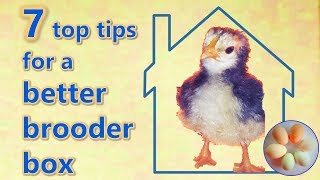 7 top tips for brooder boxes [upl. by O'Reilly]