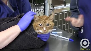 How to Administer Oral Medication to Cats [upl. by Eneladgam374]