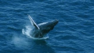 Whale Fights Males to Protect Calf  BBC Earth [upl. by Duhl]