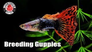 How to Breed Guppies STEP by STEP [upl. by Ainalem]