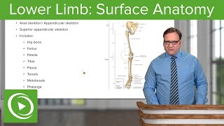 Lower Limb Surface Anatomy amp Osteology – Anatomy  Lecturio [upl. by Ciapas]