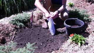 How to Plant Lilac Plants [upl. by Petronille306]