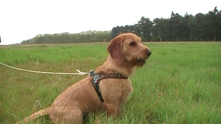 Chef le Basset fauve de Bretagne [upl. by Ajnos]