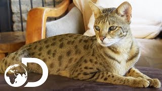 The Savannah The Largest Domestic Cats in the World  Cats 101 [upl. by Sibby]