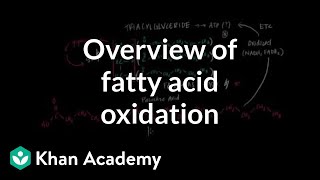 Overview of Fatty Acid Oxidation [upl. by Ahsar]