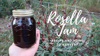 Rosella Jam Recipe  How to Harvest [upl. by Drolyag]