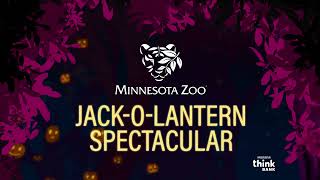 Minnesota Zoo JackOLantern Spectacular From Above [upl. by Cozmo483]