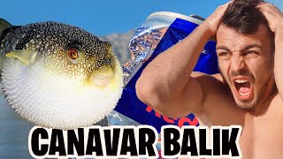 CANAVAR BALON BALIĞI YAKALADIK DEMİR YİYOR [upl. by Anayrb]