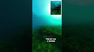 Scuba Diving Adventures Experience the Underwater World [upl. by Eak]