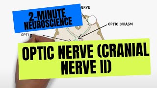 2Minute Neuroscience Optic Nerve Cranial Nerve II [upl. by Rosene]