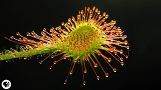 4 DEADLY Carnivorous Plants [upl. by Sama100]