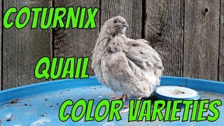 Coturnix Quail Color Varieties [upl. by Nesyrb387]