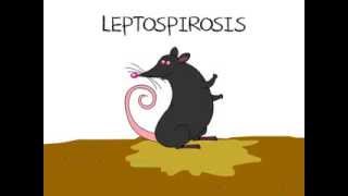 Leptospirosis [upl. by Chatwin]