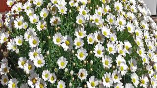 Marguerite Daisy Plant [upl. by Florella710]