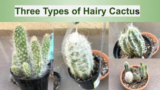 Three Types of Hairy Cactus Repotting And Care Guide [upl. by Annat]