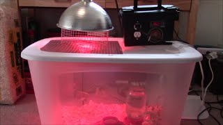 How to Build an Automatic Temperature Controlled Brooder Box [upl. by Barboza]