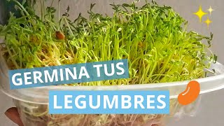 ¡¿CÓMO GERMINAR LENTEJAS RÁPIDO 😱 2 MÉTODOS 🌱✨ [upl. by Nolyak]