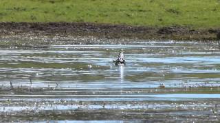 Tiger Fish kills crocodiles lunch duck [upl. by Nyrroc]