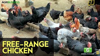 FreeRange Chicken Farming  FULL Version with English Subtitles  Agribusiness How It Works [upl. by Nagiam]