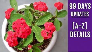 RIGHT Way to Grow amp Care for Euphorbia Milii Complete Info [upl. by Lemej711]