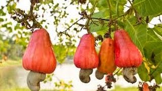 How Cashew Nuts are Harvested amp are they Fully Raw [upl. by Tuorah]