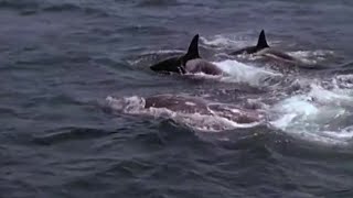 Killer Whales Target Prey  Killer Whale  BBC Earth [upl. by Atul]