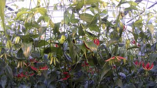 Timelapse about the complete growth of Gloriosa plants [upl. by Amles]