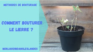 Comment bouturer le lierre   Monjardindansleslandes [upl. by Gussie192]