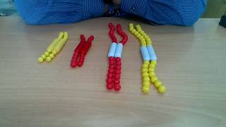 Meiosis Modeling  Pop Beads [upl. by Catto999]