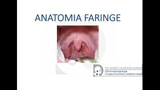 1 Anatomía cavidad bucal y faringe [upl. by Assertal]