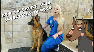 How to Treat Skin Infections in Dogs  Pyoderma [upl. by Yuzik]