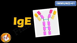 IgE  Structure Properties and Functions FLImmuno41 [upl. by Atsirhcal]