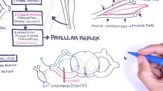 Introduction to how reflexes work  reflex arc monosynaptic and polysynaptic reflexes [upl. by Nnaecarg]