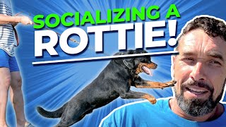 How to Socialize a Dominant Rottweiler [upl. by Sinnod]