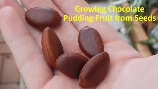 Growing Black Sapote aka Chocolate Pudding Fruit from Seeds [upl. by Onaireves]