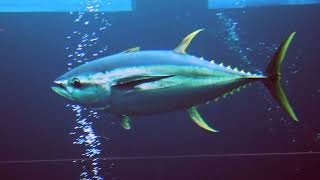 Facts The Yellowfin Tuna [upl. by Aivilo]