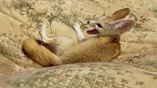 Fennec Fox Zoomies and Screamies [upl. by Ellwood281]