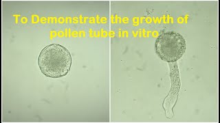 Pollen tube growth experiment [upl. by Ramyaj]