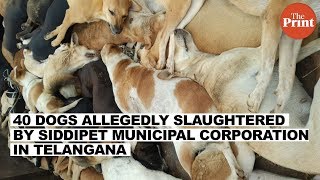 40 dogs allegedly slaughtered by Siddipet Municipal Corporation in Telangana [upl. by Vardon14]