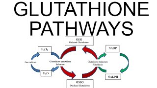 Glutathione Pathways [upl. by Naquin639]