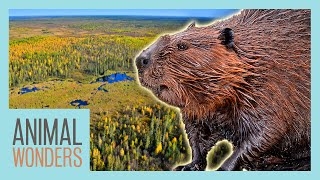 The Biggest Beaver Dam in the World [upl. by Molton]