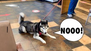 Meeka Goes To The Vet SHE WAS SCARED Vlog [upl. by O'Carroll]